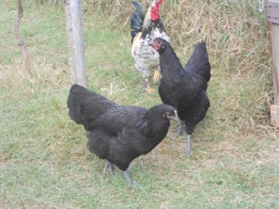 1.jpg (166.58 KiB) Osservato 2178 volte 1.jpg