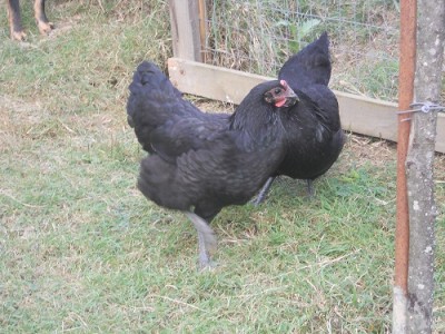 2.jpg (180.22 KiB) Osservato 2178 volte 2.jpg