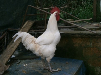 PC020129.JPG (153 KiB) Osservato 1095 volte PC020129.JPG