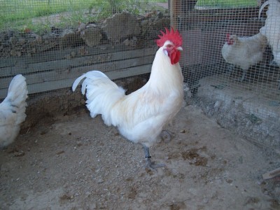 bresse 2012 002.jpg (132.5 KiB) Osservato 1085 volte bresse 2012 002.jpg