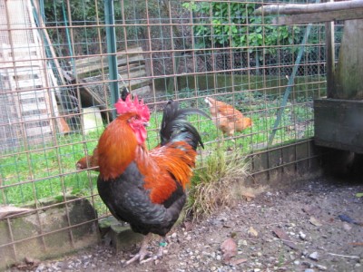 bs 2.jpg (183.88 KiB) Osservato 898 volte bs 2.jpg