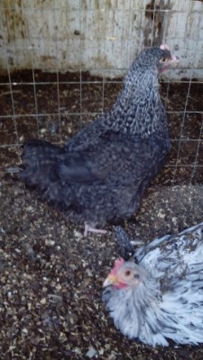 IMG_20150113_160937 rid.jpg (167.17 KiB) Osservato 895 volte IMG_20150113_160937 rid.jpg