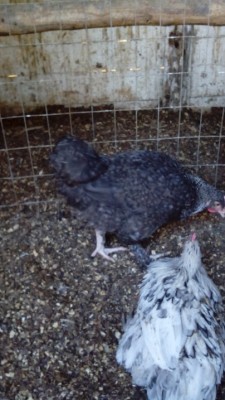 IMG_20150113_161042 rid.jpg (159.43 KiB) Osservato 895 volte IMG_20150113_161042 rid.jpg