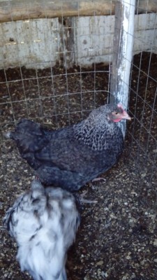 IMG_20150113_161109 rid.jpg (171.74 KiB) Osservato 895 volte IMG_20150113_161109 rid.jpg