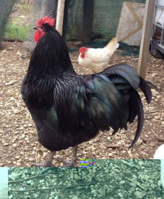 IMG_2632.JPG (198.72 KiB) Osservato 1921 volte IMG_2632.JPG