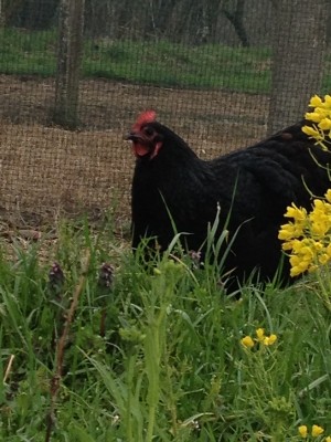 IMG_2684.JPG (191.66 KiB) Osservato 1921 volte IMG_2684.JPG