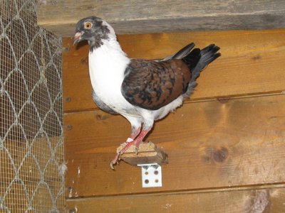 triganino.jpg (253.81 KiB) Osservato 932 volte triganino.jpg