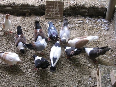 colombi.jpg (331.71 KiB) Osservato 932 volte colombi.jpg