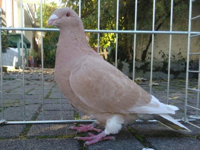 maschio giallo vergato / giallo vergato.jpg giallo vergato.jpg