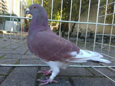 maschio rosso martellato / rosso martellato.jpg rosso martellato.jpg