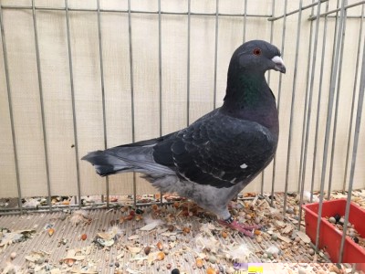 blu martellato nero / blu martellato nero.jpg blu martellato nero.jpg