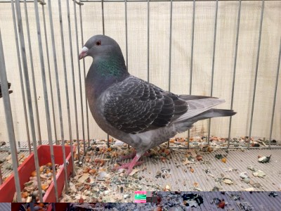 femmina che ho acquistato domenica blu martellato nero (anche se ha del giallo nel petto e nel colore di fondo) / blu martellato.jpg blu martellato.jpg