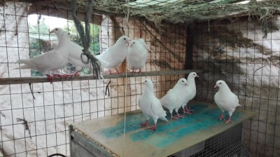 IMG_20180516_121928.jpg (102.83 KiB) Osservato 3874 volte IMG_20180516_121928.jpg