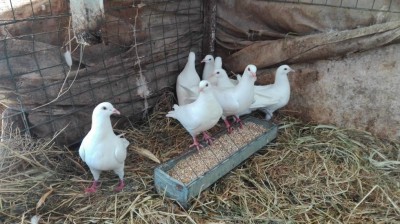 IMG_20180516_113421.jpg (114.09 KiB) Osservato 3874 volte IMG_20180516_113421.jpg