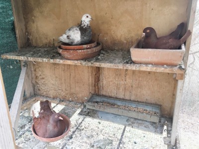 Piccioni.jpg (133.37 KiB) Osservato 2980 volte Piccioni.jpg