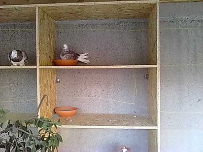 voliera3.jpg (114.92 KiB) Osservato 929 volte voliera3.jpg