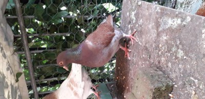 COLOMBA CALIFORNIA.jpg (91.52 KiB) Osservato 3097 volte COLOMBA CALIFORNIA.jpg