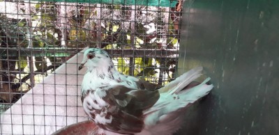 Femmina di California super pesante / 20220725_170047.jpg 20220725_170047.jpg