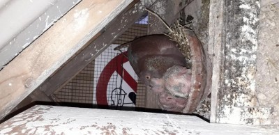 Colomba al lavoro... / COLOMBA con GIOVANI 3.jpg COLOMBA con GIOVANI 3.jpg