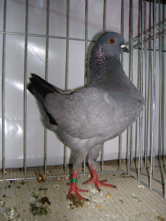 Foto Zambon F. / triganino tedesco.JPG triganino tedesco.JPG