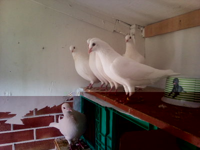 Foto1351.jpg (245.56 KiB) Osservato 1114 volte Foto1351.jpg