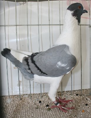 fiorntinolaziale.JPG (200.56 KiB) Osservato 1348 volte fiorntinolaziale.JPG