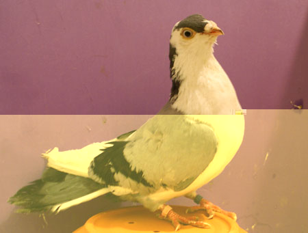 jucatori-galati1.jpg jucatori-galati1.jpg