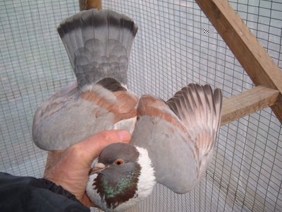 bigio5.jpg (139.04 KiB) Osservato 2403 volte bigio5.jpg