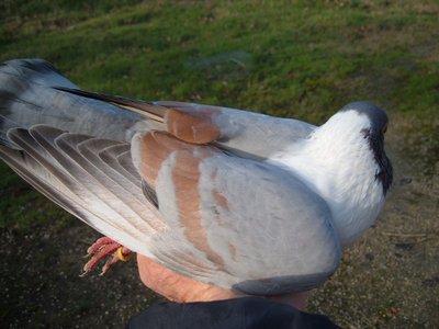 bigio6.jpg (135.16 KiB) Osservato 2403 volte bigio6.jpg