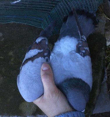 IMG803.jpg (397.81 KiB) Osservato 2392 volte IMG803.jpg