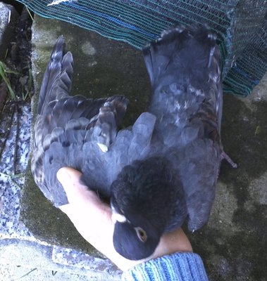 IMG808.jpg (454.74 KiB) Osservato 2392 volte IMG808.jpg