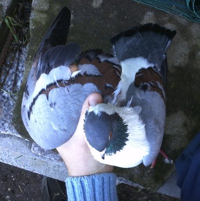 IMG813.jpg (427.2 KiB) Osservato 2392 volte IMG813.jpg