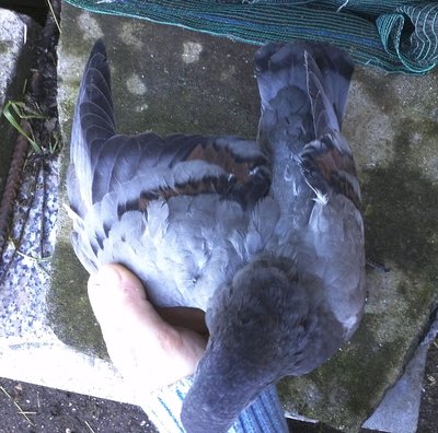 IMG818.jpg (505.33 KiB) Osservato 2392 volte IMG818.jpg