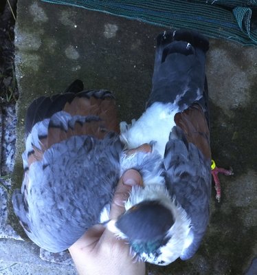 IMG821.jpg (428.98 KiB) Osservato 2391 volte IMG821.jpg