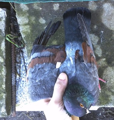 IMG823.jpg (475.17 KiB) Osservato 2391 volte IMG823.jpg