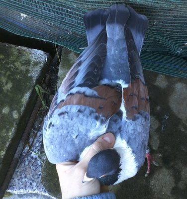 IMG828.jpg (488.94 KiB) Osservato 2391 volte IMG828.jpg