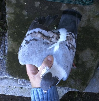 IMG831.jpg (454.88 KiB) Osservato 2391 volte IMG831.jpg