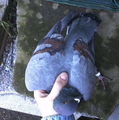 IMG833.jpg (499.54 KiB) Osservato 2391 volte IMG833.jpg