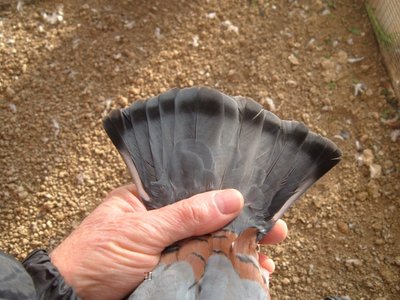 bigio7.jpg (137.45 KiB) Osservato 1770 volte bigio7.jpg