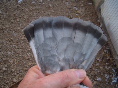 bigiochiaro3.jpg (122.8 KiB) Osservato 1634 volte bigiochiaro3.jpg