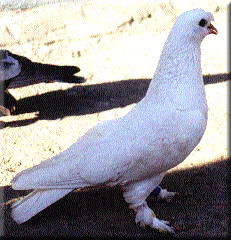 foto 2 / antalya.jpg antalya.jpg