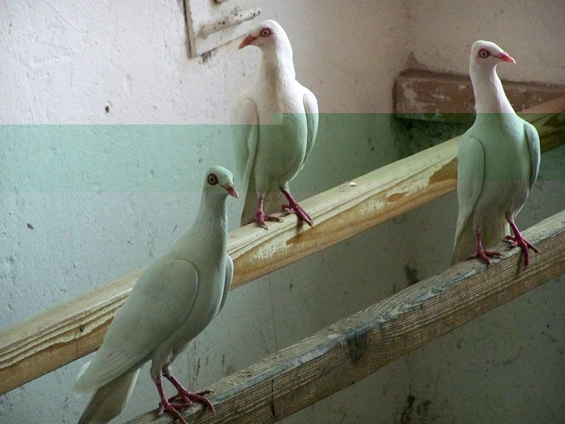 800px-Stralsunder_Hochflieger_im_Stralsunder_Tierpark.JPG 800px-Stralsunder_Hochflieger_im_Stralsunder_Tierpark.JPG