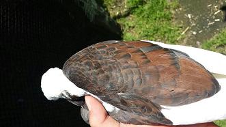 animal 016.jpg animal 016.jpg