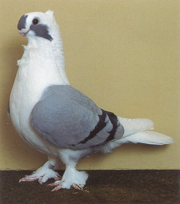Turbitino.jpg (122.11 KiB) Osservato 1299 volte Turbitino.jpg