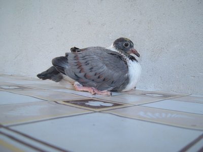 figliobigiochiaroago13.jpg (114.64 KiB) Osservato 1272 volte figliobigiochiaroago13.jpg