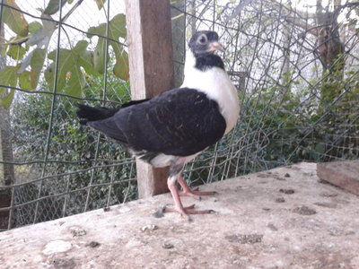 20131024_180316.jpg (198.62 KiB) Osservato 810 volte 20131024_180316.jpg