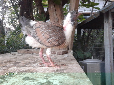 20131024_180929.jpg (178.67 KiB) Osservato 810 volte 20131024_180929.jpg