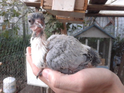 20131024_181037.jpg (143.58 KiB) Osservato 810 volte 20131024_181037.jpg