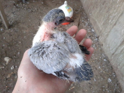 20131024_181242.jpg (140.89 KiB) Osservato 810 volte 20131024_181242.jpg