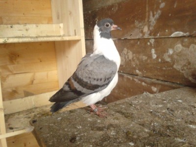 20140215_135049.jpg (146.75 KiB) Osservato 1074 volte 20140215_135049.jpg